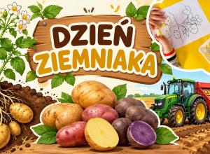 dzień ziemniaka
