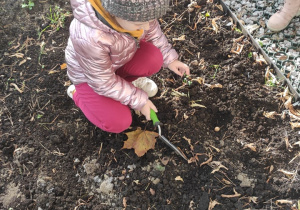 Przygotowanie terenu pod sadzenie cebulek - dziecko 4