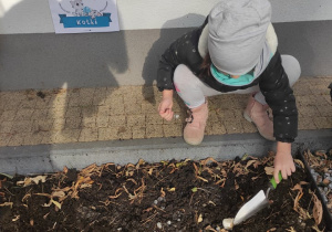 Przygotowanie terenu pod sadzenie cebulek - dziecko 7