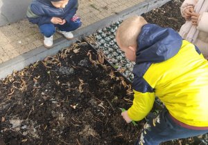 Przygotowanie terenu pod sadzenie cebulek - dziecko 10