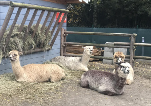 Odpoczynek Alpaków w zagrodzie