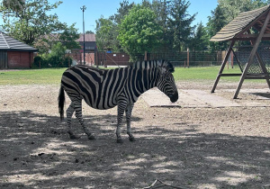 Zebra w Zoo w Borysewie