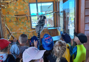 Zające i Żaby podczas spotkania z lemurkiem