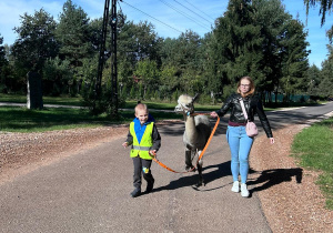 Spacer z alpaką - Kacper z Misiów