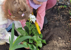Sówki na grządce - Anna i Lilianna