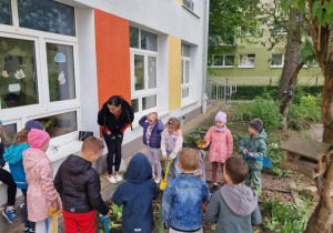 Sówki na grządce