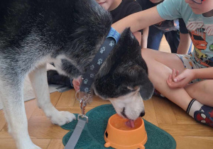 Dogoterapia w grupie "Zające"