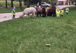 Dzieci idą na spacer z Alpakami.