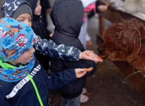 dzieci karmia alpaki