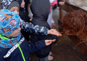 Dzieci karmią marchewką lamy