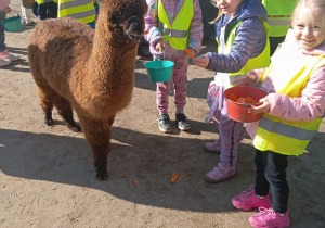 Dzieci karmią alpaki