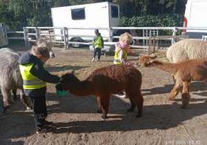 Dzieci karmią alpaki