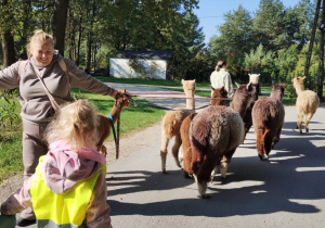 Dzieci razem z Opiekunem i Wychowawcą prowadzą na spacer alpaki