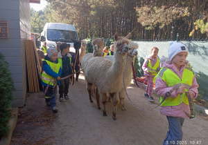 Dzieci idą na spacer z alpakami