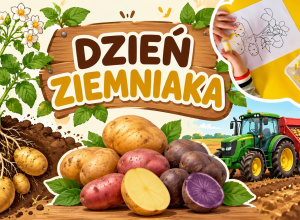dzień ziemniaka